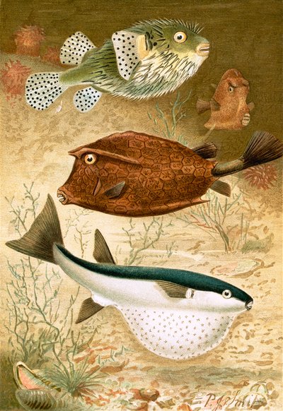 Pesce Globo e Pesce Cassa da Joseph Smit
