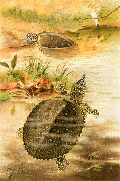 Tartarughe di fiume morbide da Joseph Smit