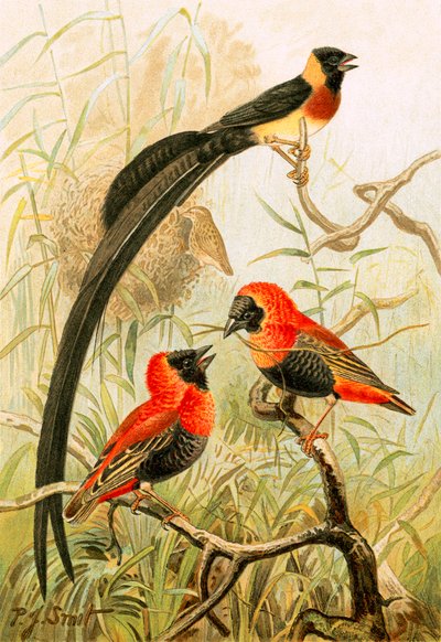 Uccelli tessitori da Joseph Smit