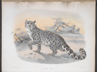 Felis uncia, Leopardo delle nevi, da 
