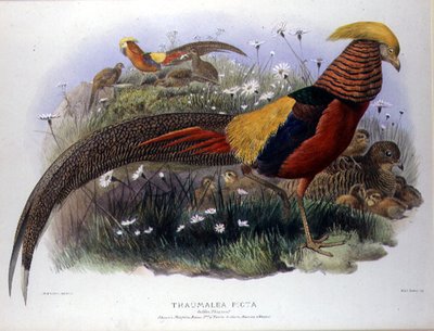 Thaumalea picta (Fagiano dorato) inciso da M. & N. Hanhart da Joseph and Smit J. Wolf