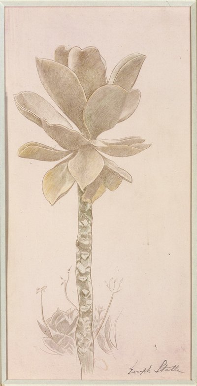 Studio dei fiori da Joseph Stella