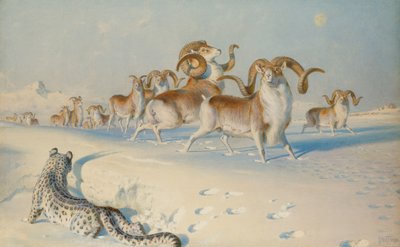 Un Leopardo delle Nevi che Caccia un Ovis Poli da Joseph Wolf