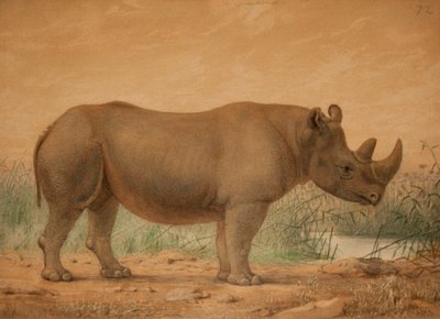 Rinoceronte africano da Joseph Wolf