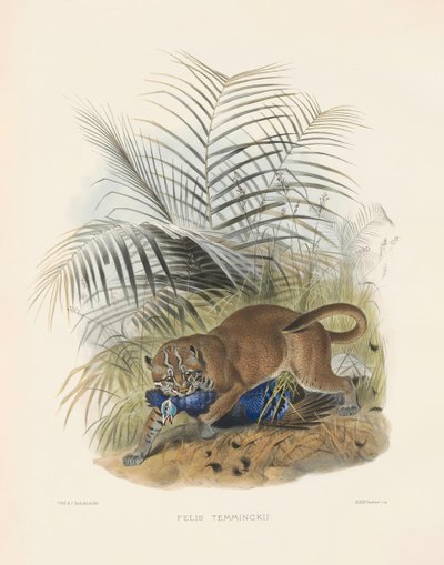  da Joseph Wolf