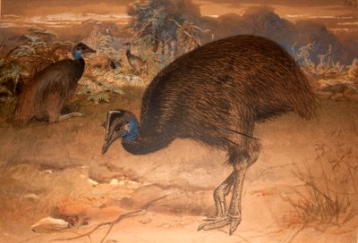 Casuario di Bennett (Casuarius bennetti), c.1851-76 da Joseph Wolf