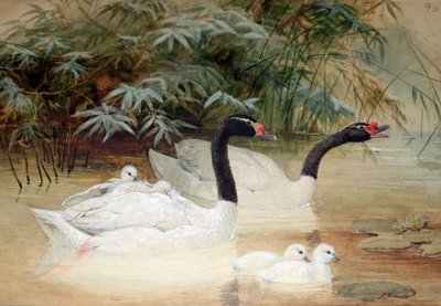 Cigno dal collo nero (Cygnus nigricollis), 1852-54 da Joseph Wolf