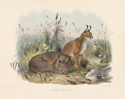  da Joseph Wolf