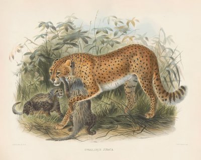  da Joseph Wolf