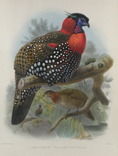 Tragopan dal ventre cremisi, inciso da M. & N. Hanhart, 1870-72 da Joseph Wolf