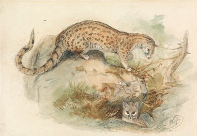 Genette da Joseph Wolf