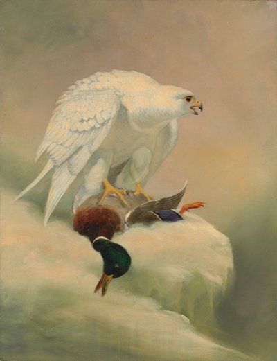 Girfalco e germano reale da Joseph Wolf