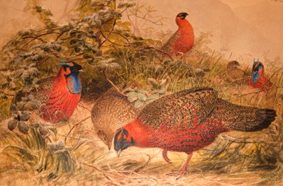 Tragopano cornuto (Ceriornis satyra), c.1851-76 da Joseph Wolf