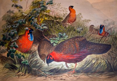 Tragopano cornuto, 1861 da Joseph Wolf