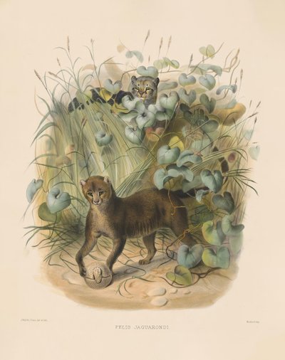  da Joseph Wolf