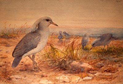 Kagu (Rhinochetus jubatus), c.1851-76 da Joseph Wolf