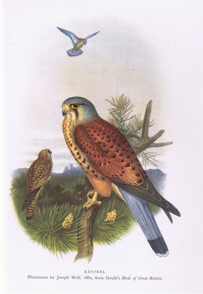 Gheppio, Nature in Britain pubblicato da Collins, 1946 da Joseph Wolf