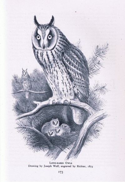 Gufo comune, Nature in Britain pubblicato da Collins, 1946 da Joseph Wolf