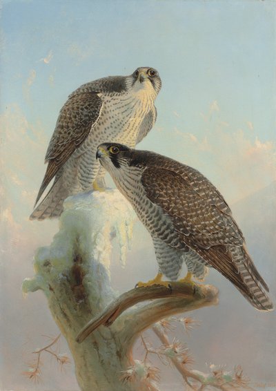 Girfalco norvegese da Joseph Wolf
