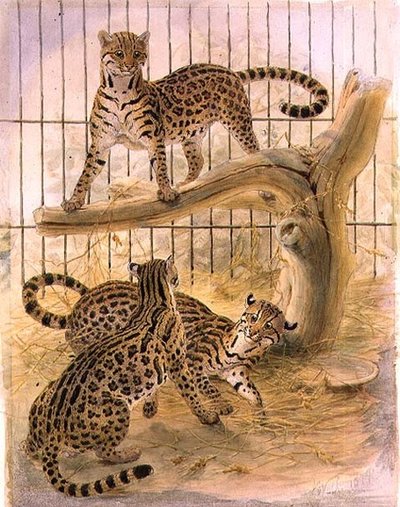 Ocelot in una gabbia da Joseph Wolf