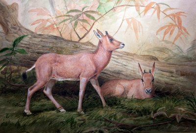 Vitelli di Oryx dalle corna a scimitarra, c.1850 da Joseph Wolf