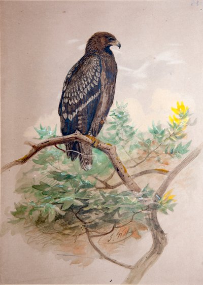 Aquila maculata (Aquila clanga), 1856-67 da Joseph Wolf