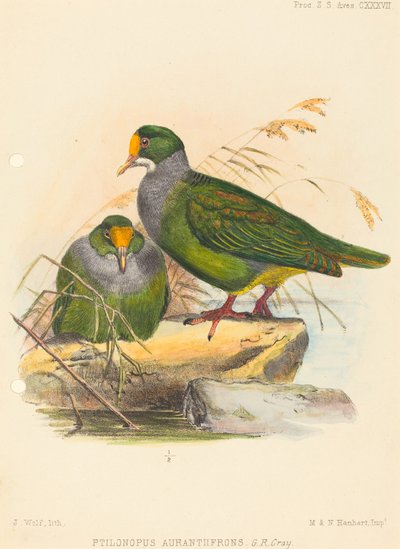 Due uccelli (Ptilonopus Auranthfrons) da Joseph Wolf