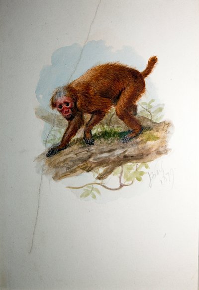 Uacari, c.1850 da Joseph Wolf