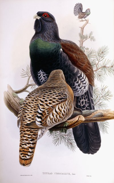 Gallo cedrone da Joseph Wolf