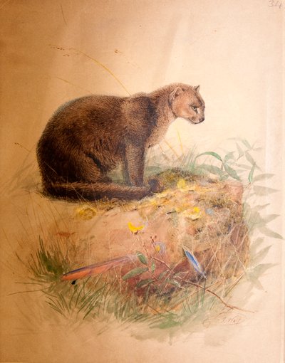 Gatto Yaguarundi, 1851-69 da Joseph Wolf