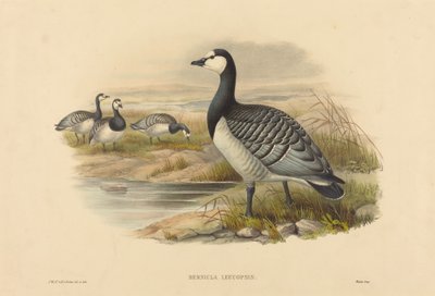 Oca collorosso (Bernicla Leucopsis) da Joseph Wolf and H.C. Richter