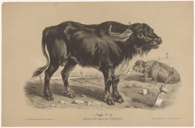 Bufalo da Joseph Zephyris Gengembre