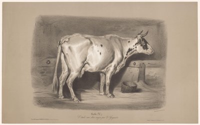 Mucca in una stalla da Joseph Zephyris Gengembre