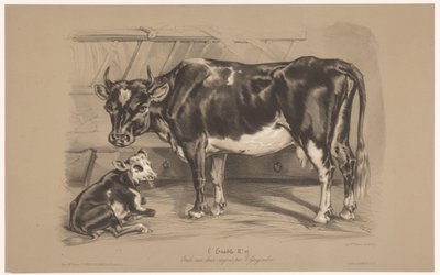 Mucca con vitello in una stalla (Studi di animali in due tipi di gesso) da Joseph Zephyris Gengembre