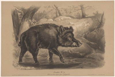 Cinghiale da Joseph Zephyris Gengembre