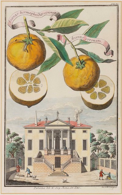 Aranzo ermafrodito coronato da Joseph de Montalegre