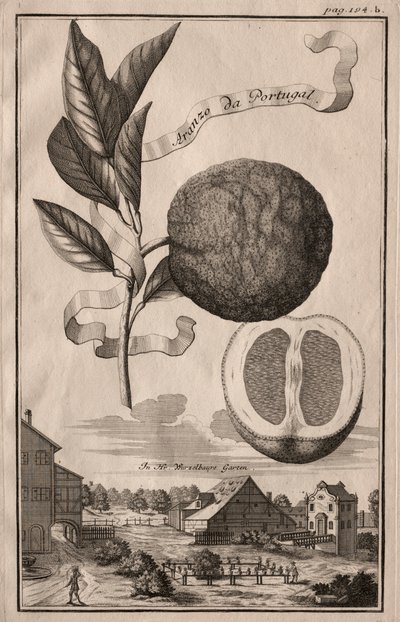 Nurnbergische Hesperides: Aranzo da Portugal da Joseph de Montalegre