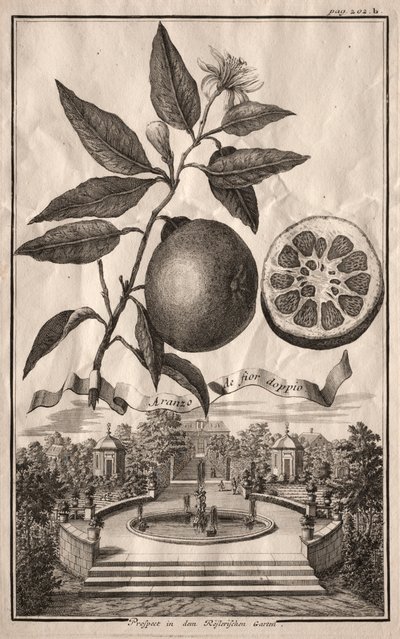 Nurnbergische Hesperides: Aranzo de fior doppio da Joseph de Montalegre