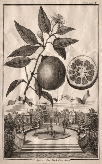 Nurnbergische Hesperides: Aranzo de fior doppio, 1714 da Joseph de Montalegre