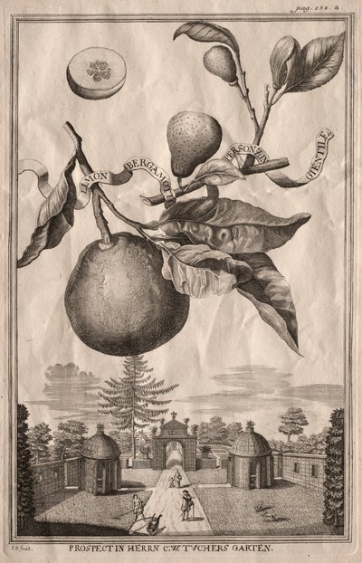Nurnbergische Hesperides: Limon bergamotto personzin gientile da Joseph de Montalegre