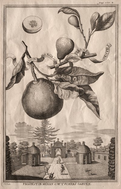 Nurnbergische Hesperides: Limon bergamotto personzin gientile, 1714 da Joseph de Montalegre