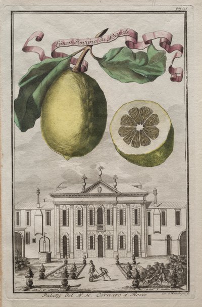Nurnbergische Hesperides: No125 - Limon Ponzino da Neapoli. Palazzo del N. H. Cornaro à Fiesso, c170 da Joseph de Montalegre