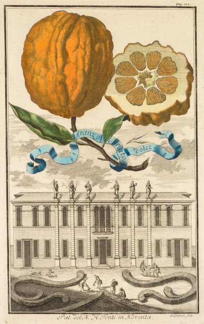 Nurnbergische Hesperides: No185 - Aranzo Striato dolce. Palazzo del N. H. Fonte a Noventa, c1708 da Joseph de Montalegre