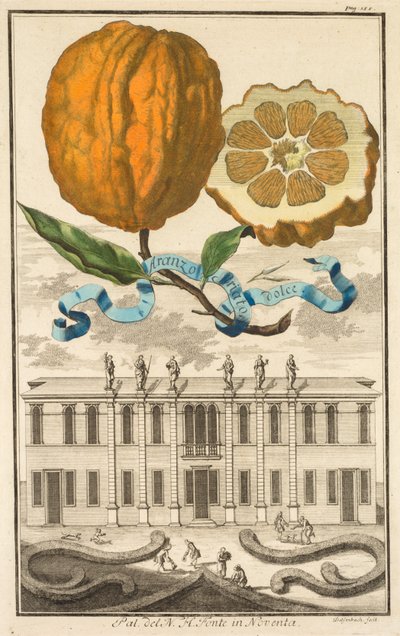 Nurnbergische Hesperides: No. 185 - Aranzo Striato dolce. Palazzo del N. H. Fonte a Noventa da Joseph de Montalegre