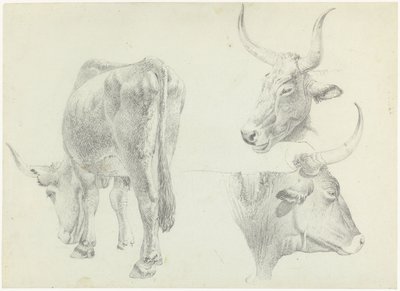 Tre studi di bovini italiani da Josephus Augustus Knip