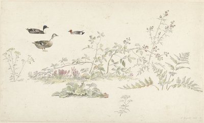Foglio di studio con piante e uccelli acquatici da Josephus Augustus Knip