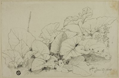 Gruppo di foglie e fiori da Joshua Cristall