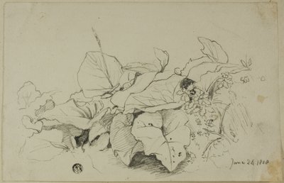 Gruppo di foglie e fiori da Joshua Cristall