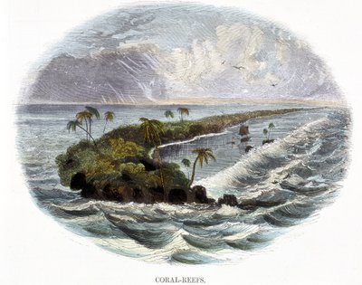 Barriere Coralline, da Fenomeni della Natura, 1849 da Josiah Wood Whymper