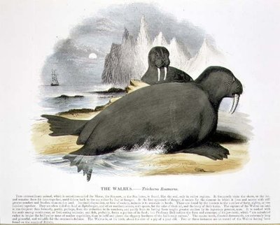 Il Tricheco (Trichecus rosmarus) illustrazione educativa pub. dalla Society for Promoting Christian Knowledge da Josiah Wood Whymper